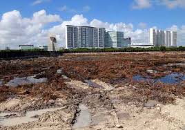 manglar cancun