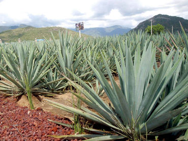 mezcal